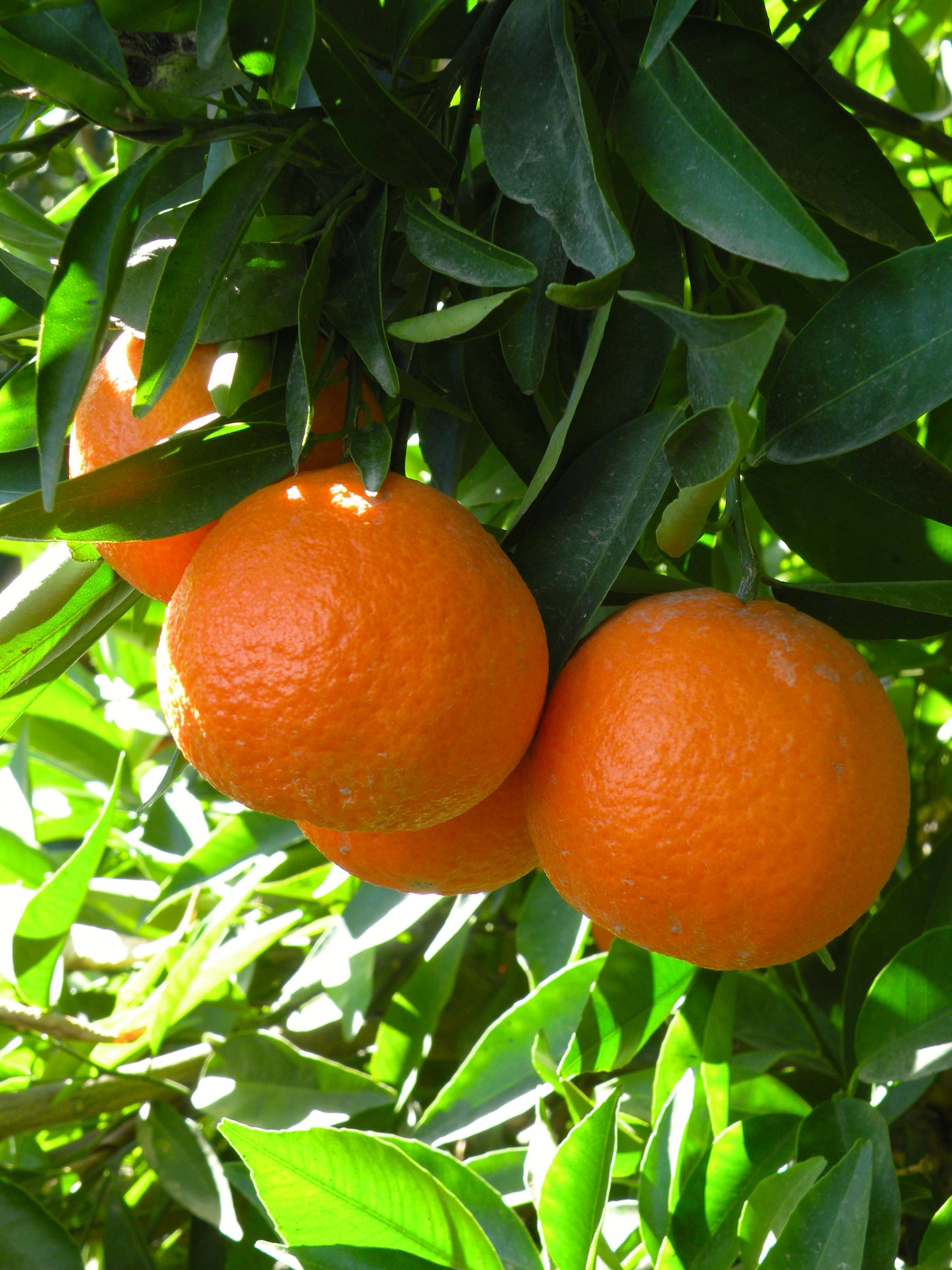 Delegate Removed from the Bulk Citrus Spray and Move Treatment List