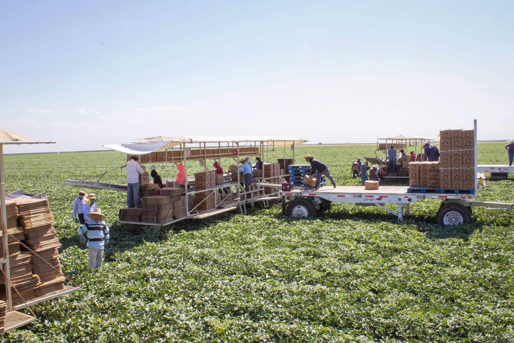 New Produce Safety Laws Not New to California Cantaloupe Farmers
