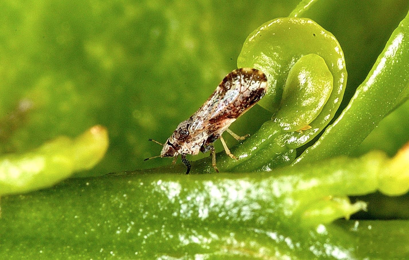 Huanglongbing Eradication Status in California Citrus