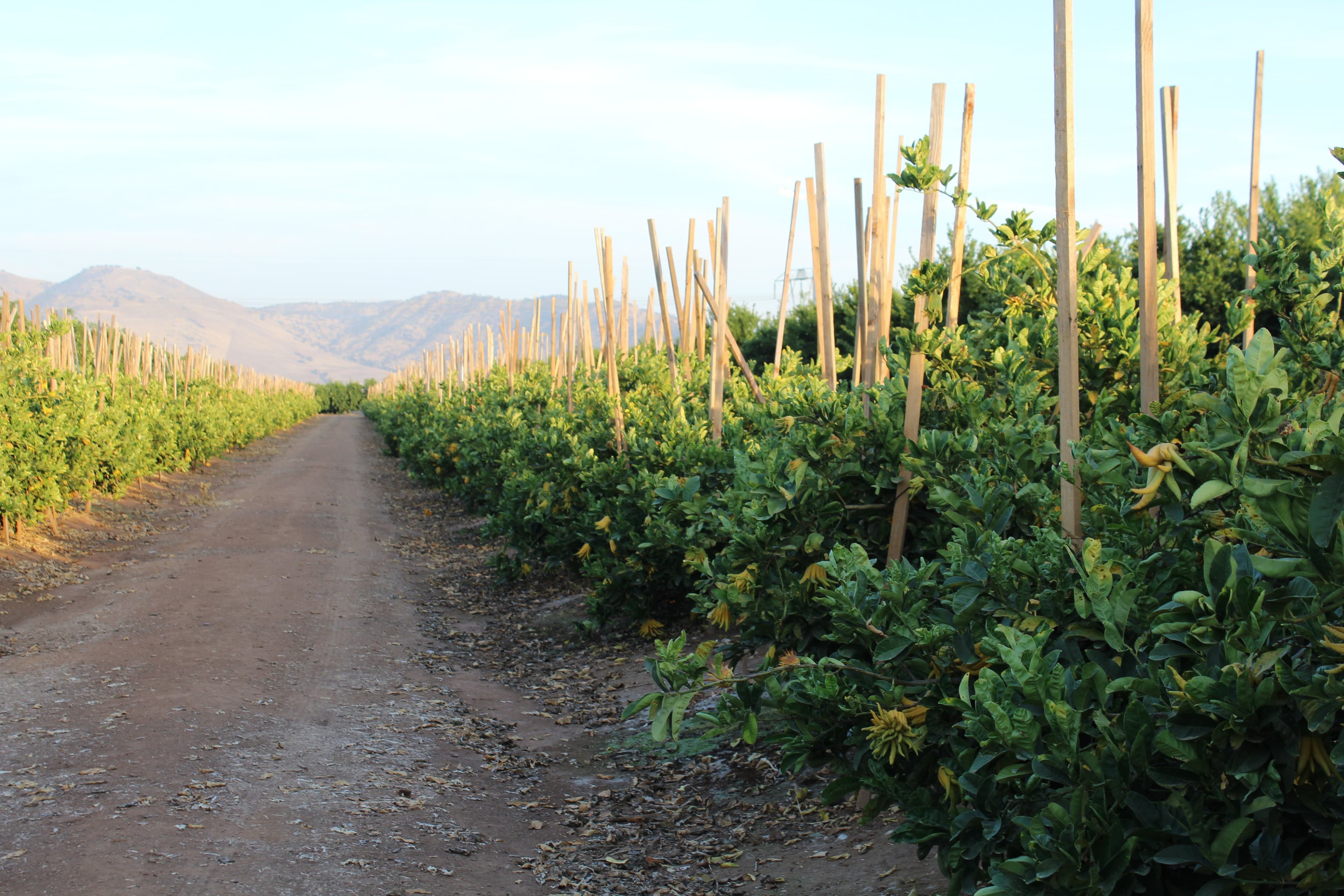Citrus Crop Update with Central Valley Grower Arlen Miller