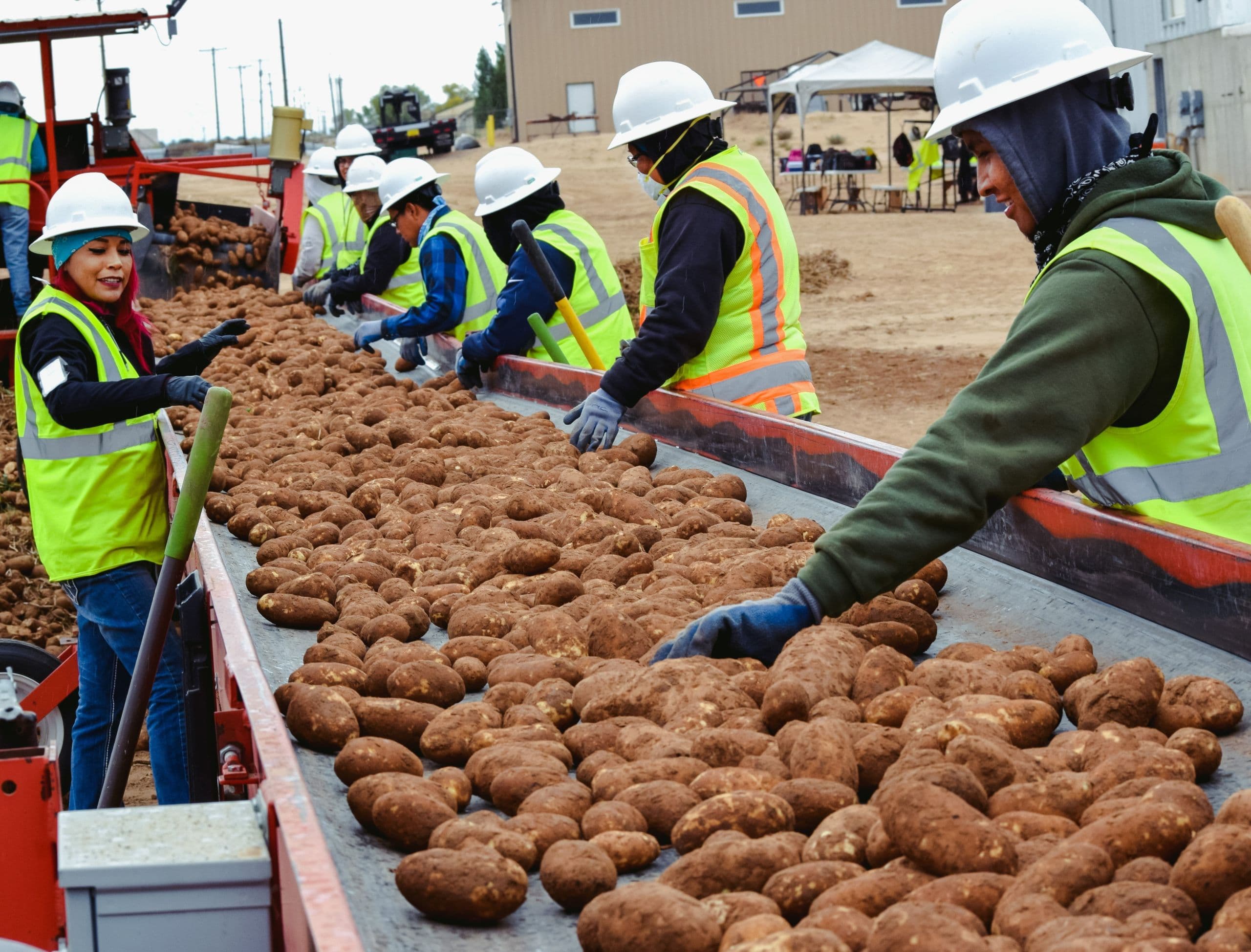 Potatoes_conveyor belt