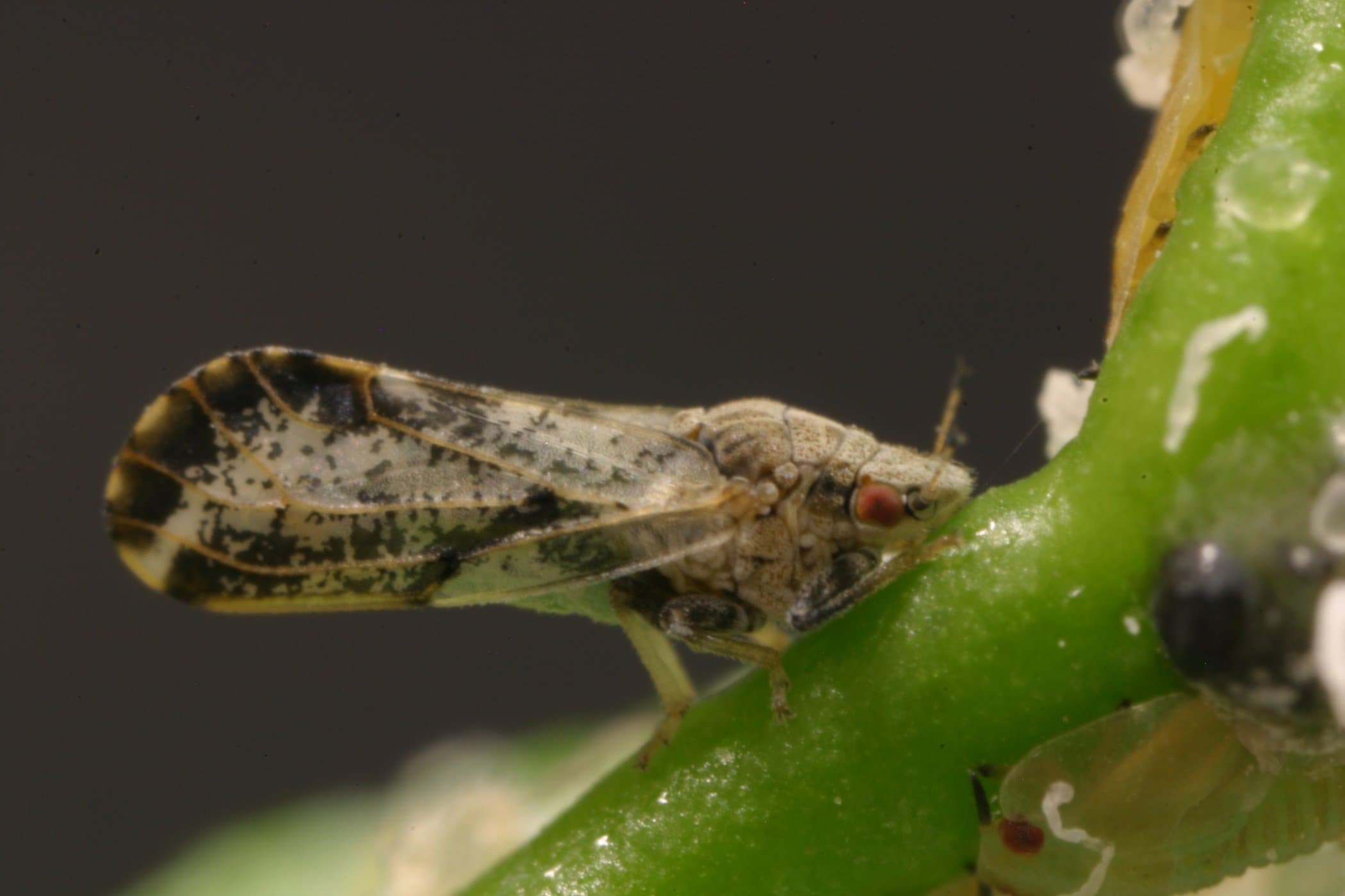 Pest awareness month