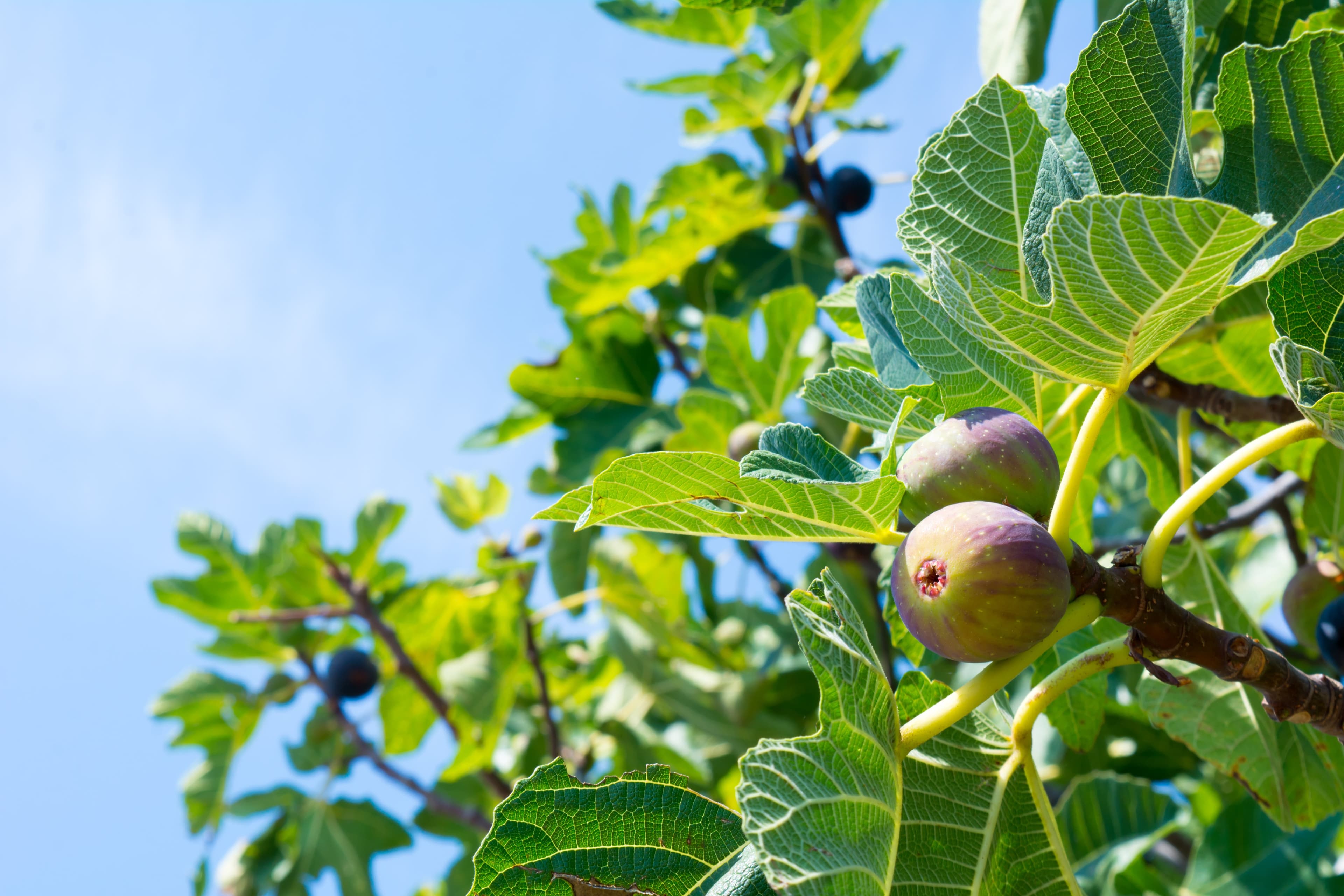 Navel Orangeworm Management in Figs
