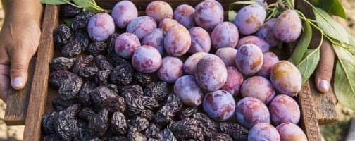 CA Prunes Introduces New Brand