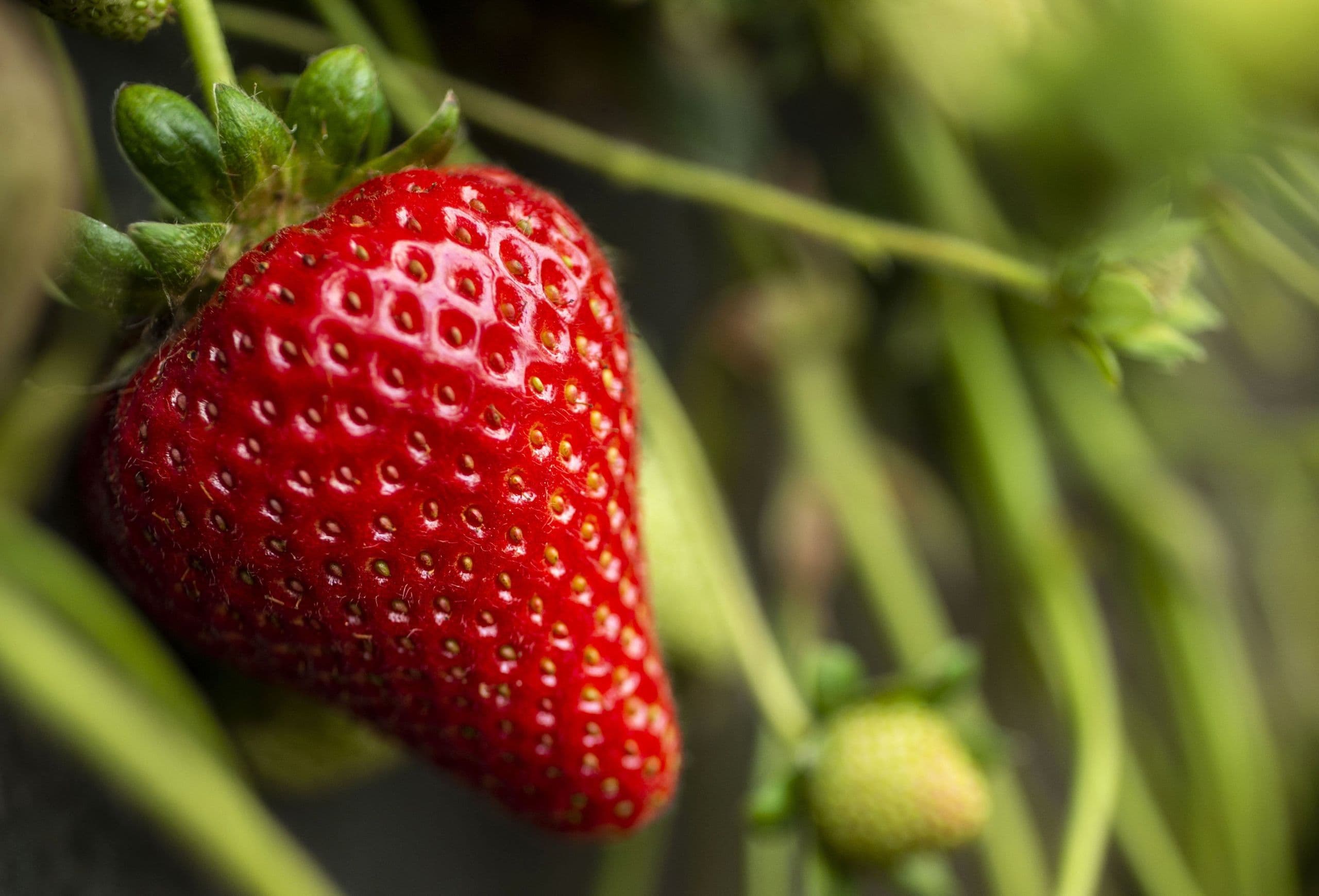 Strawberry Crop Insurance: Understanding Your Options in 2026 and Beyond