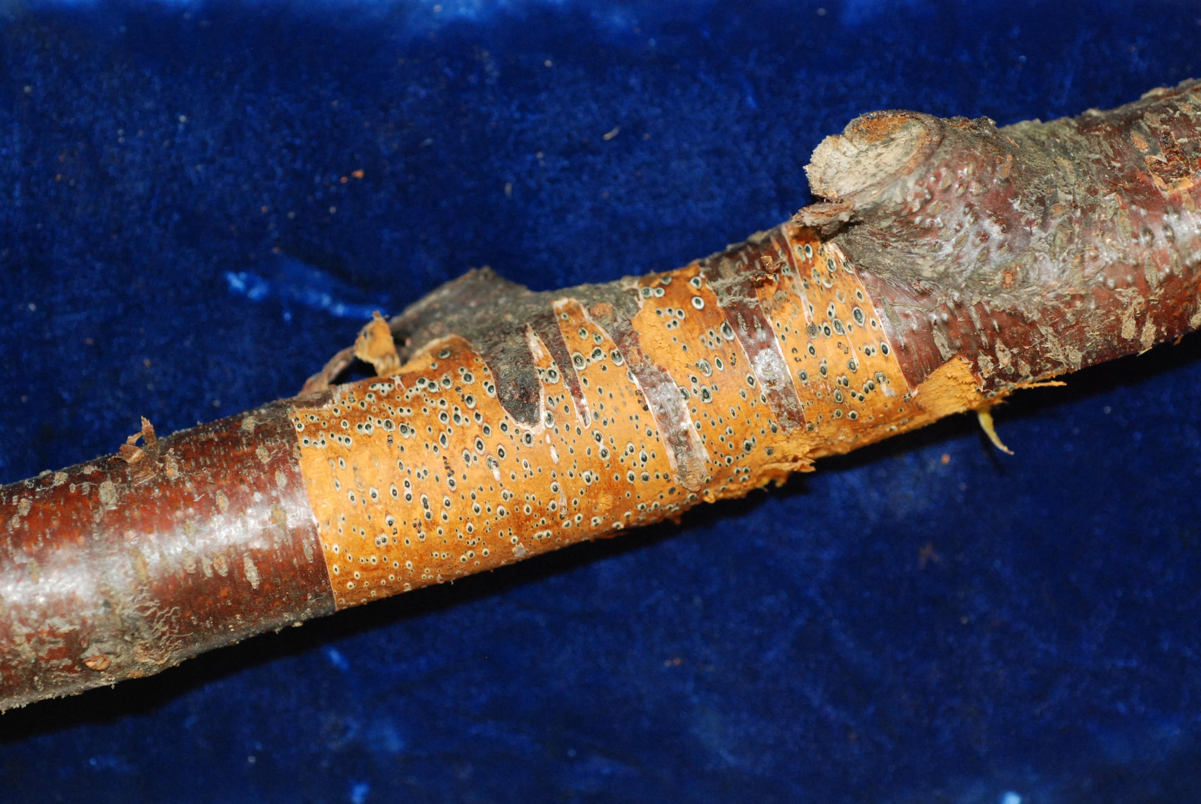 Managing Cytospora Canker in Prunes