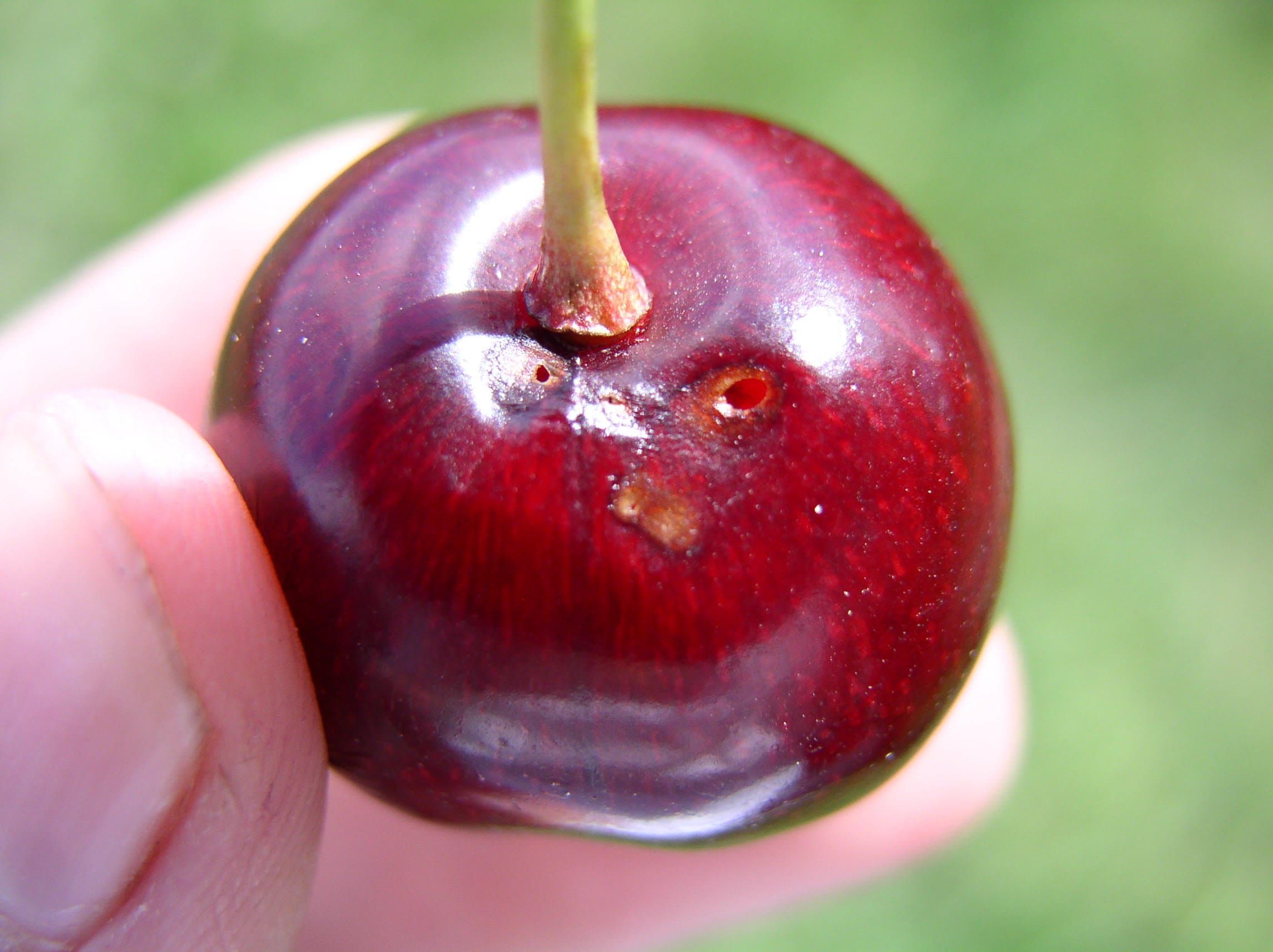 Spotted Wing Drosophila Control in Cherries