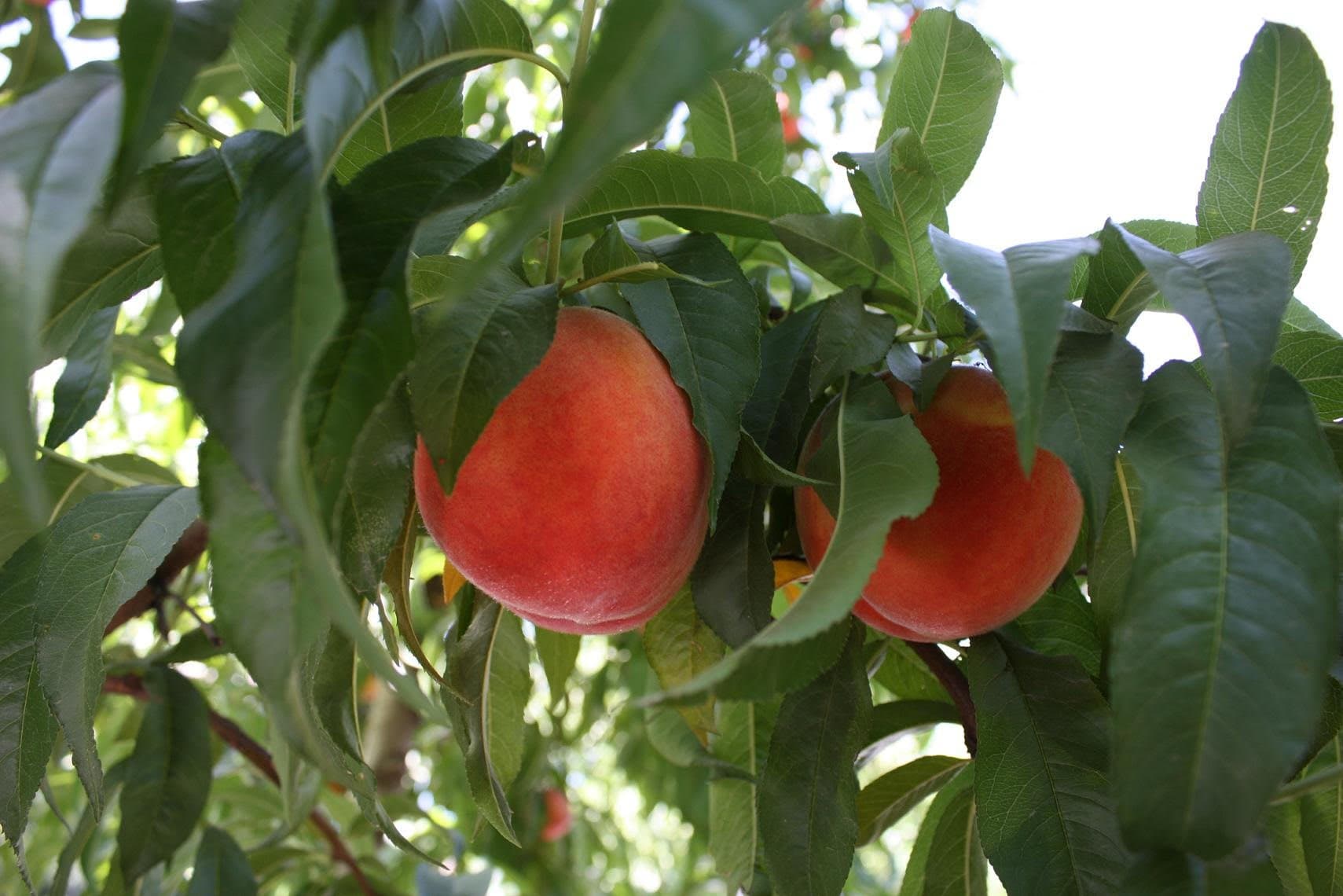 Gerawan Farming and Wawona Packing Merge to Create Leading Stone Fruit Producer