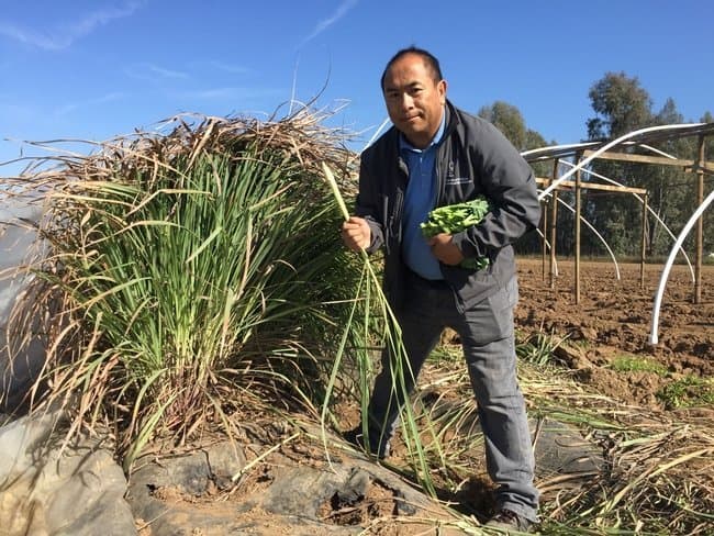 Central Valley UC Farm Advisor’s Commitment to Help Hmong Farmers Prosper