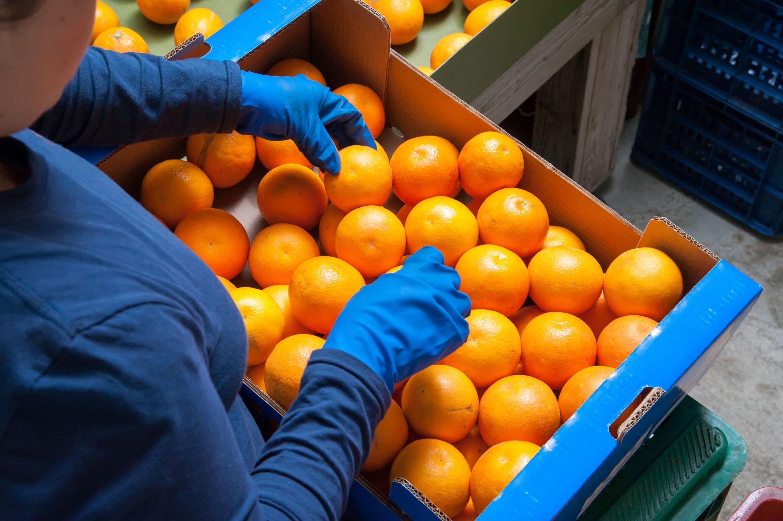 Updated Regs on Bulk Citrus Movement into HLB Quarantine Area