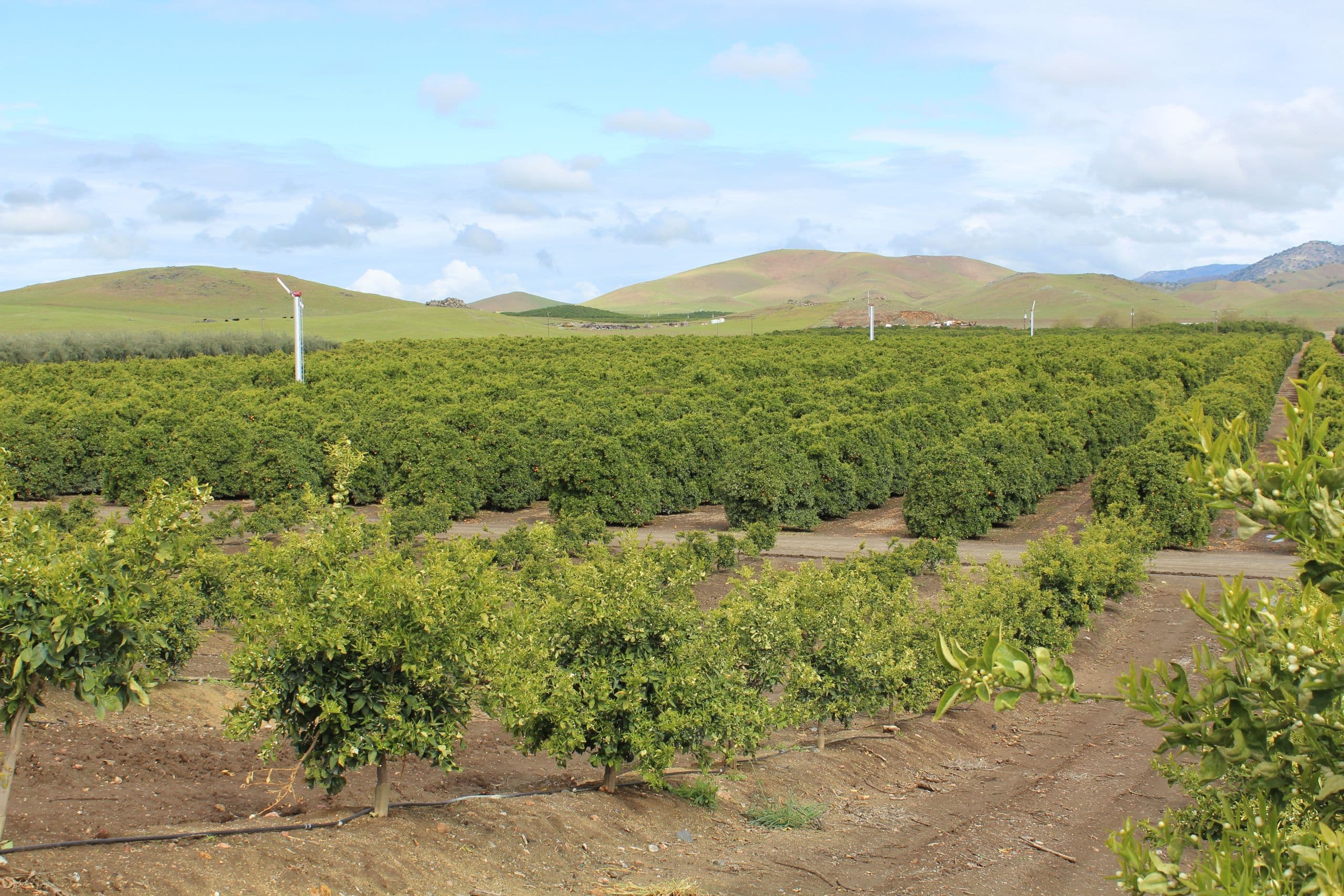 NEW NITROGEN MANAGEMENT RESOURCE AVAILABLE FOR CITRUS & AVOCADO