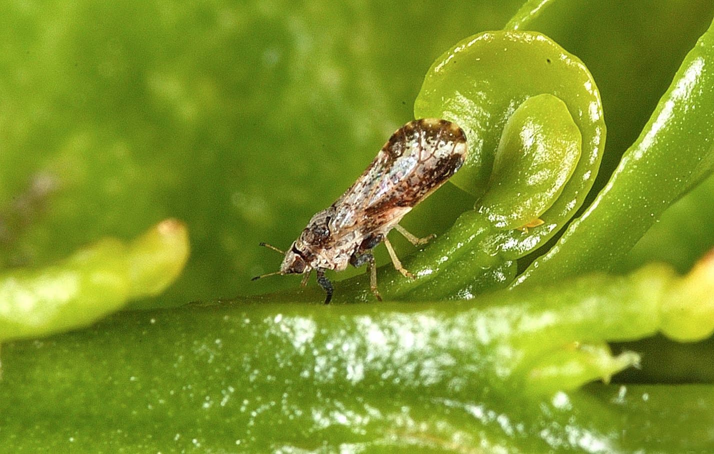 New Traps Cut Off Citrus Greening Pests from Hiding Places
