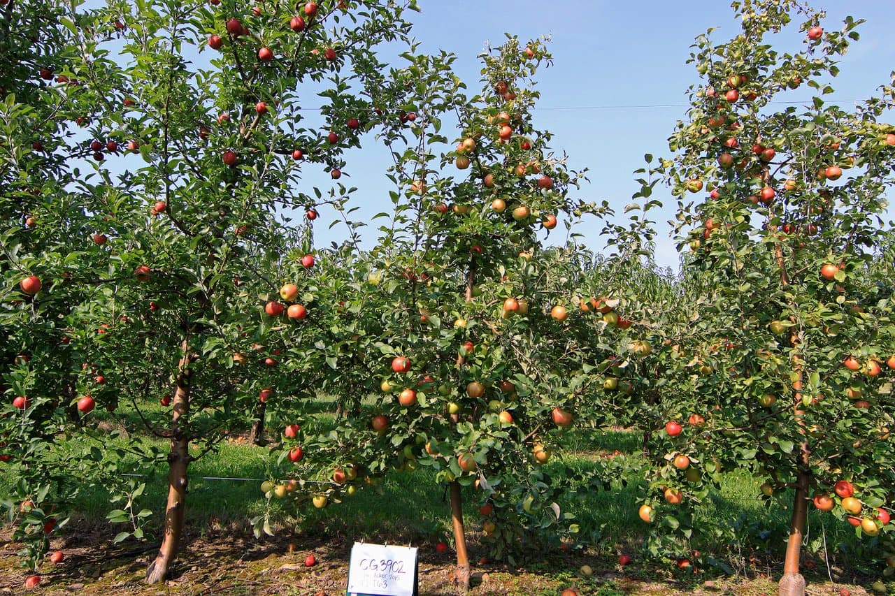 Apple Breeding Program Takes Root Across the Country