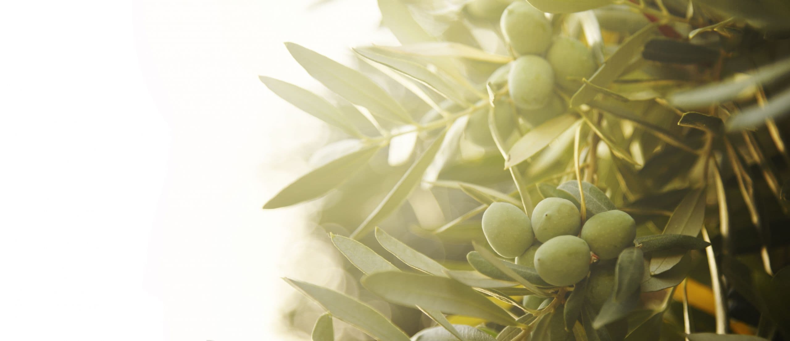 Attracting Natural Enemies of Pests to Your Field