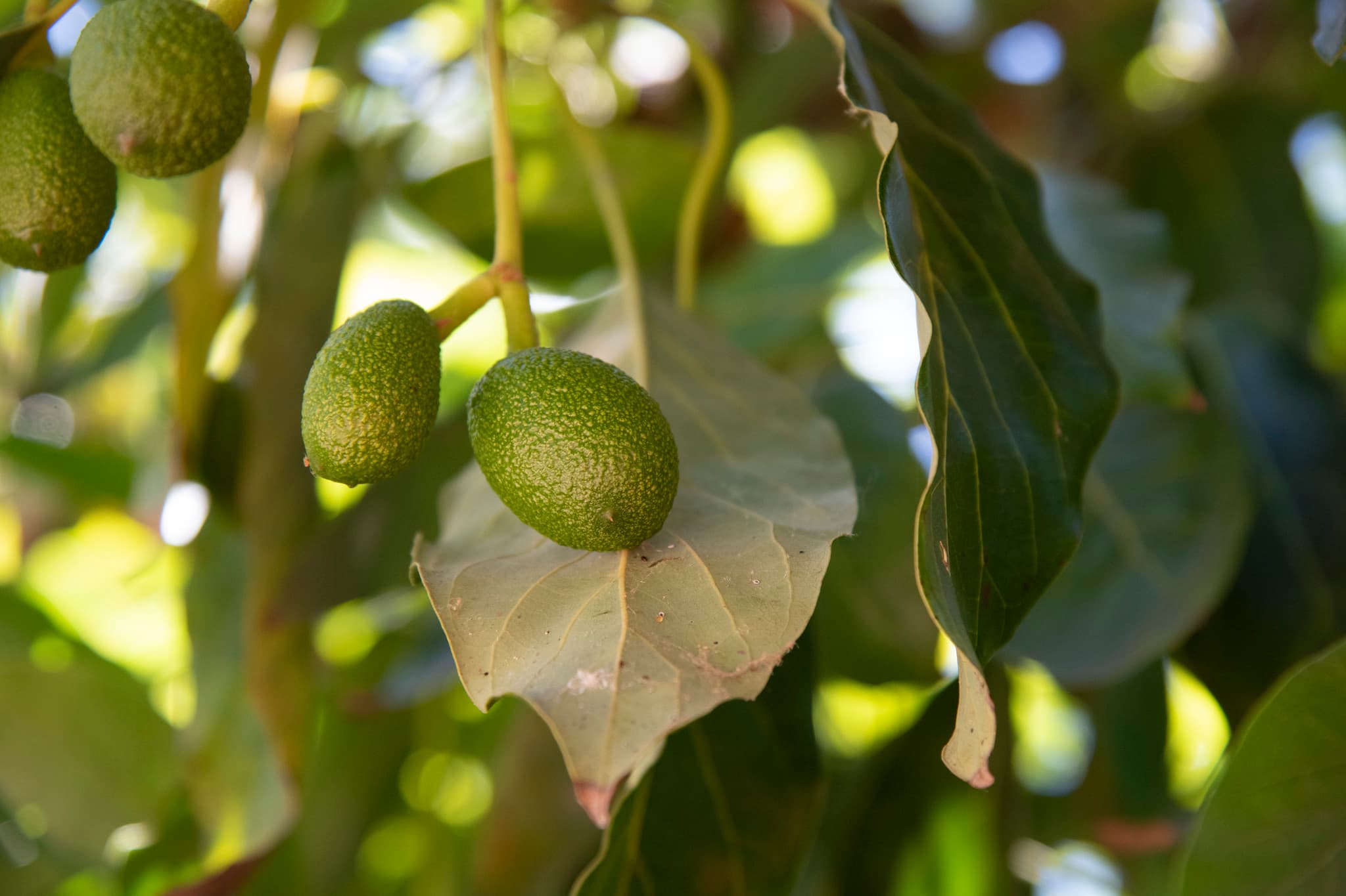 $6.3 Million to Help UC Riverside Save Avocado Orchards