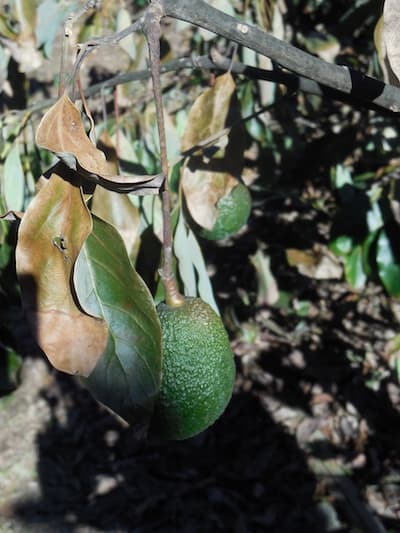 The Essential Pieces of Protecting Ag Workers, Preventing COVID-19 Spread