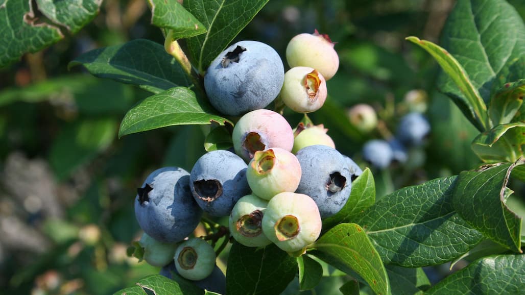 U.S. Blueberry Farmers Testify to ITC of Import Harm