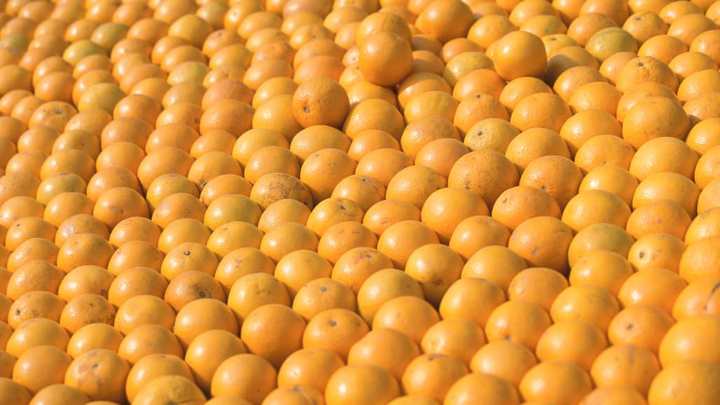 Demand for Imported Citrus Softens in China