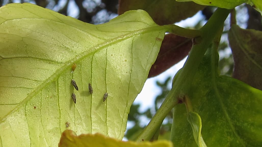 Adding ACP-Effective Materials to Suppress Kern County HLB Vectoring Pest in Citrus