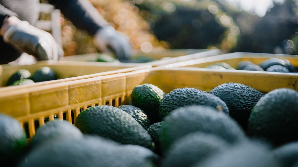 National Watermelon Promotion Board Seeks Directors