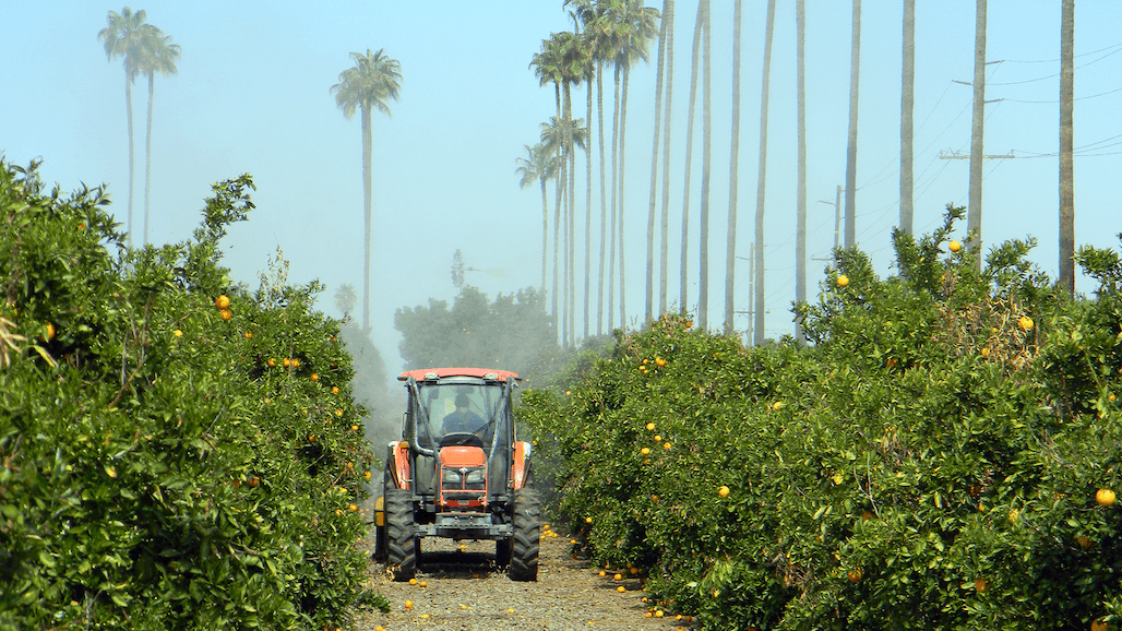 Areawide, Coordinated ACP Treatment Participation More Important Than Ever For Citrus Growers