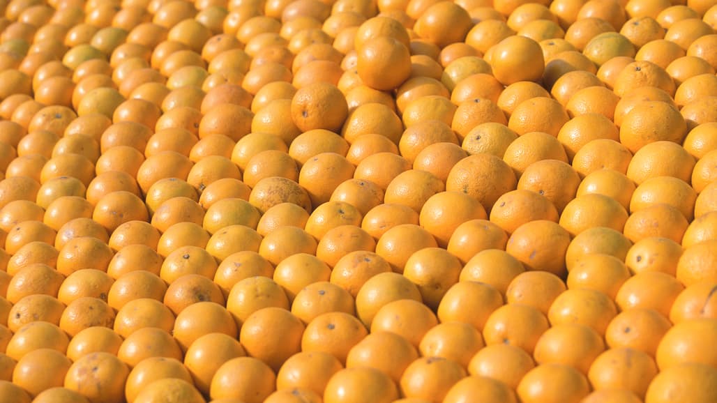CA Valencia Orange Production Forecast At 17.2 Million Cartons