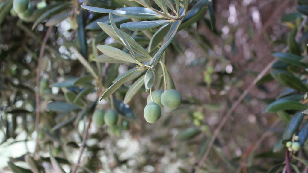 CA Table Olive Forecast Down Considerably This Year