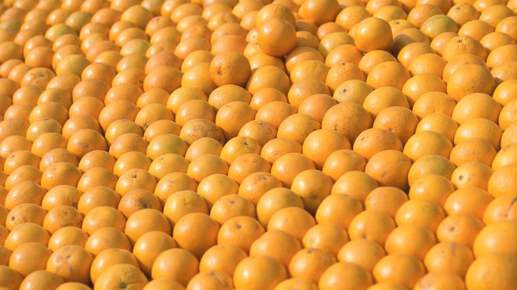 CA Valencia Orange Production Forecast At 16.2 Million Cartons