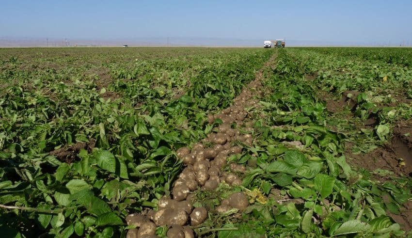 Kern County Potato Variety Trial Field Day, June 21