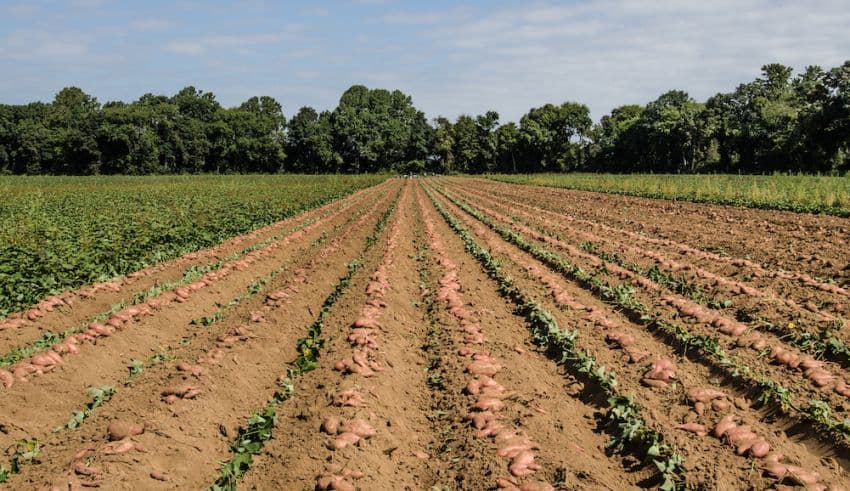 USDA Expands Crop Insurance Coverage Options for Specialty Crops