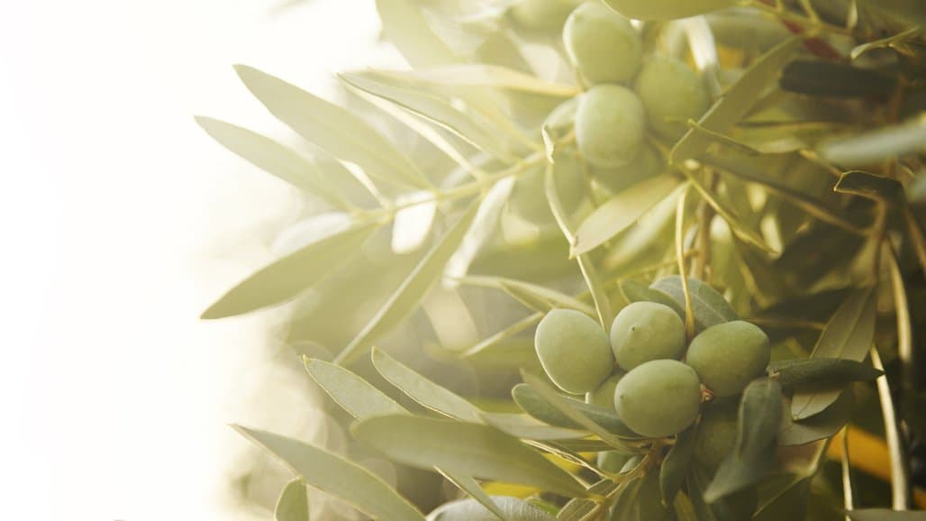 International Olive Symposium Coming to UC Davis