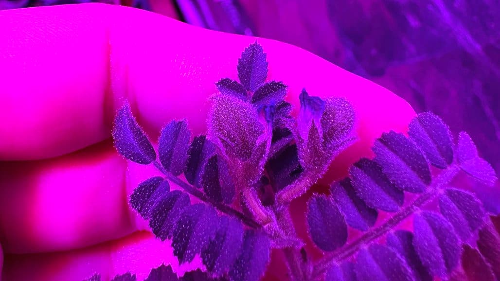 Growing Chickpeas in Amended Moondust