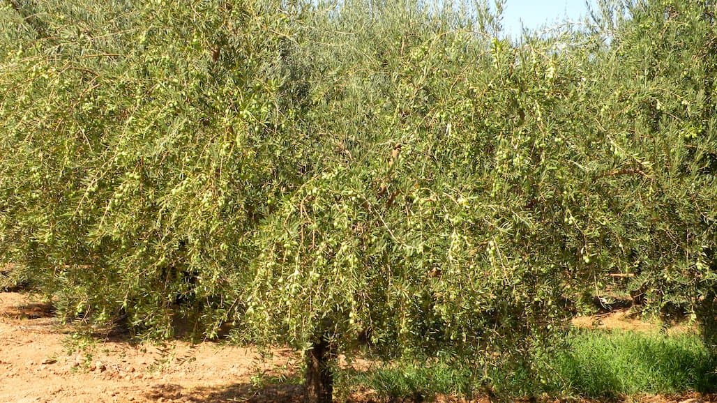 UCCE Lake County Olive Pruning Day, May 17