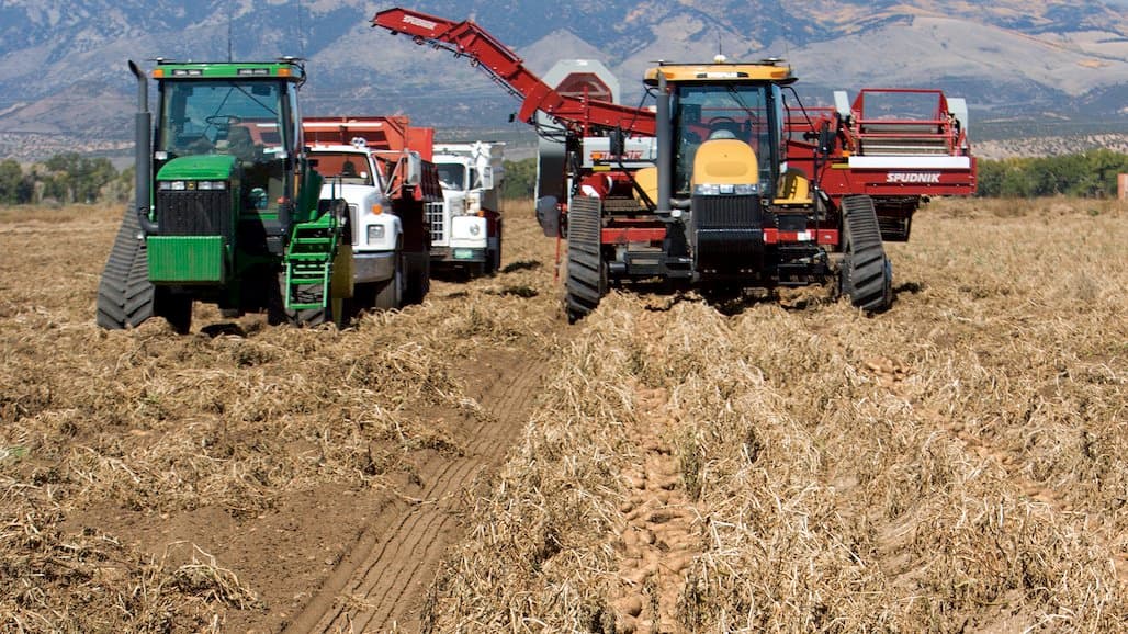 Ensuring Availability of High-Quality Potatoes All Year Round