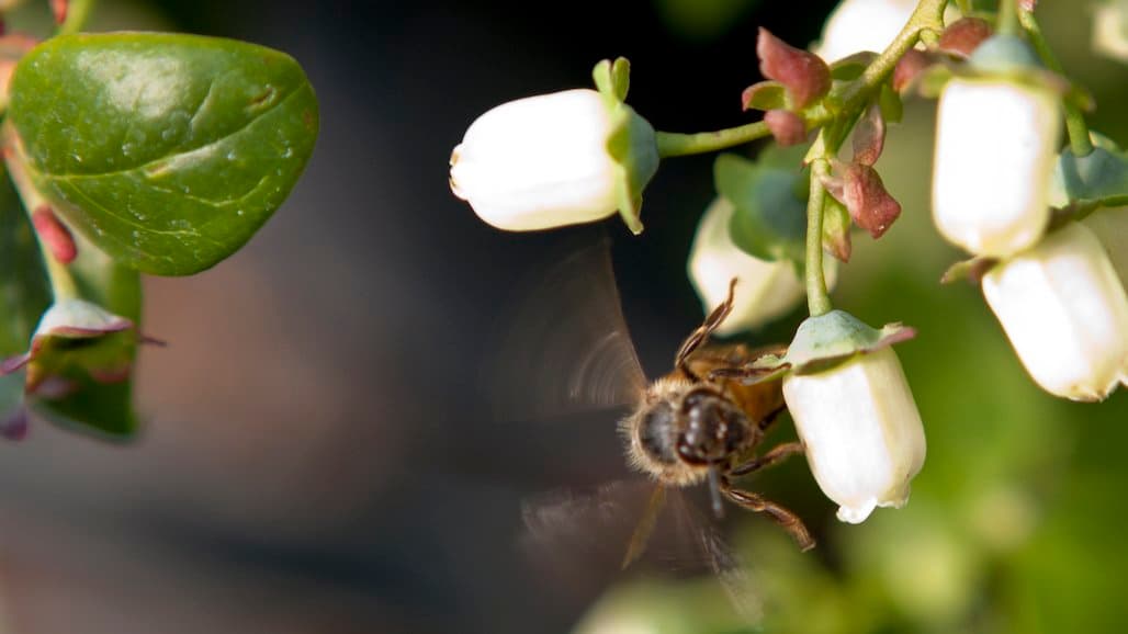 Transplanted Bees Help Blueberry Fields Flourish