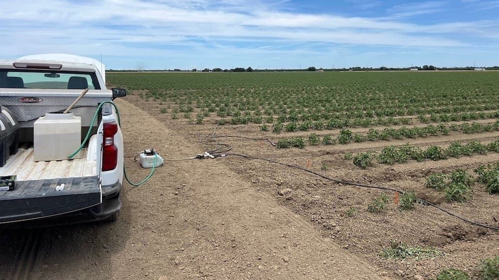 Large Scale Study of Branched Broomrape Control for California Processing Tomatoes