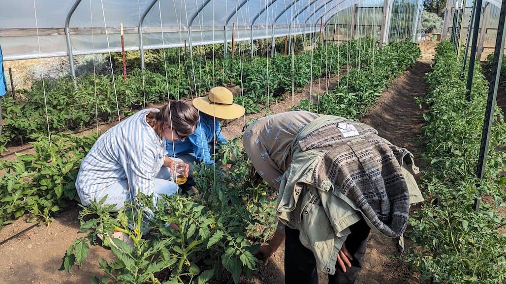 Unique Conditions in Modoc County Drive Organic Ag Adaptations