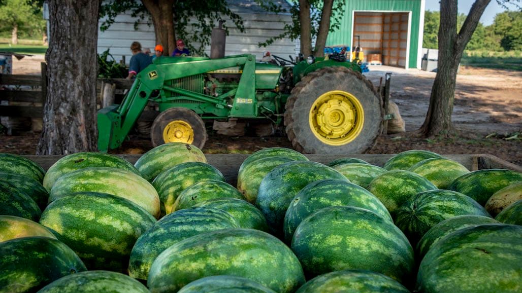 Key Shopper Behaviors Drive Growth of Watermelon Category