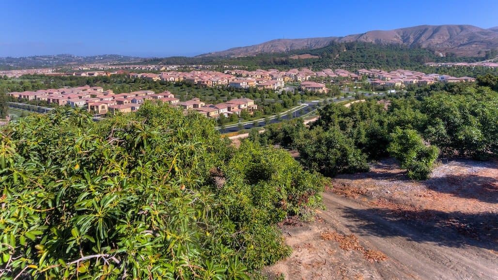 Forfeit® 280 Herbicide Available to Avocado Growers