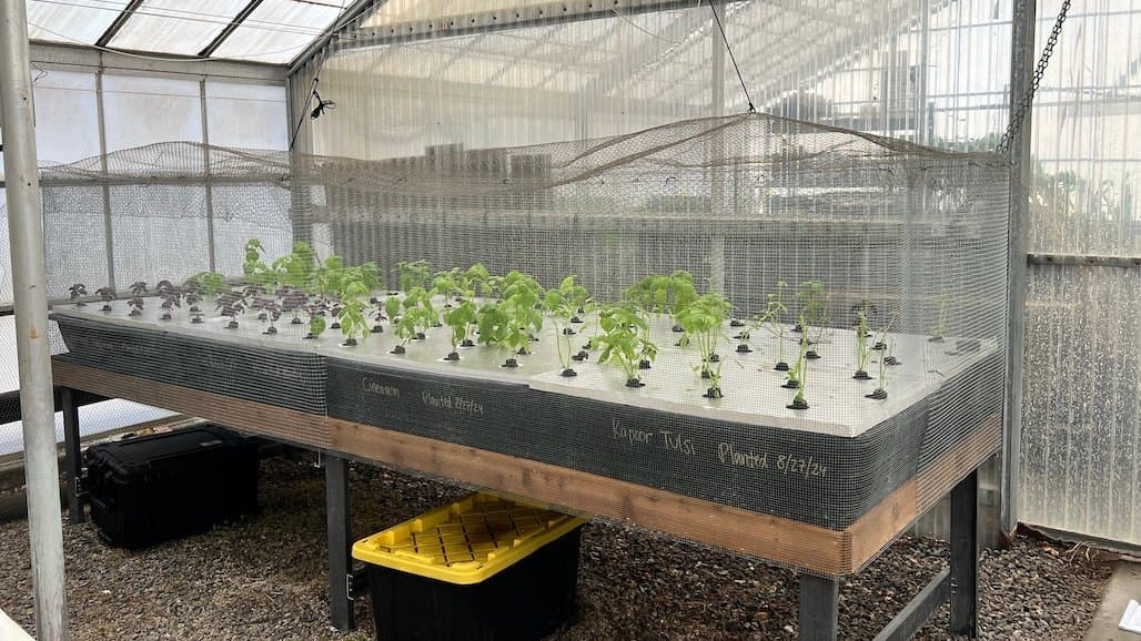 South Coast REC Studies Pesto Profitability for Small-Scale Basil Growers