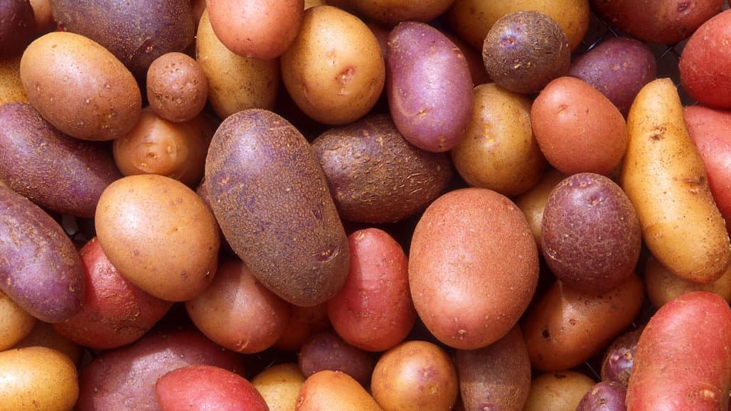 UCCE Kern County Potato Variety Trial Field Day