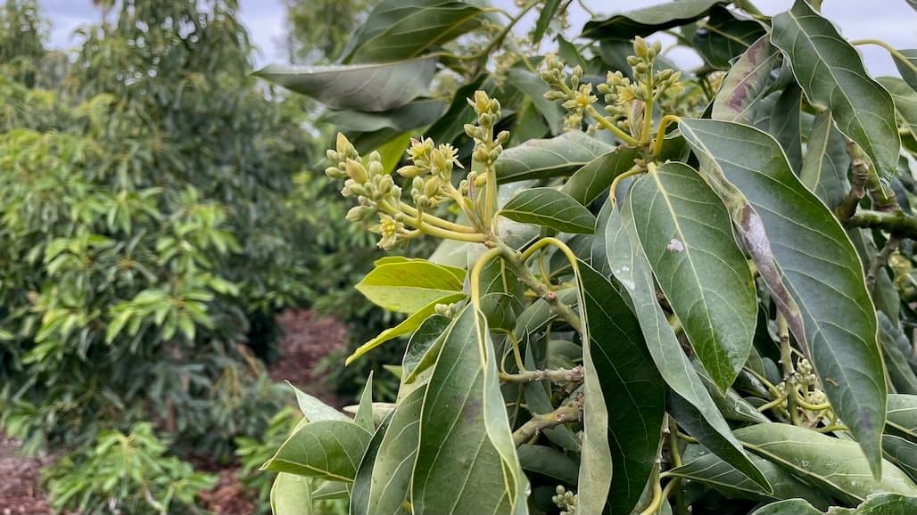 California Avocado Society Innovations & Insights Field Day, June 3