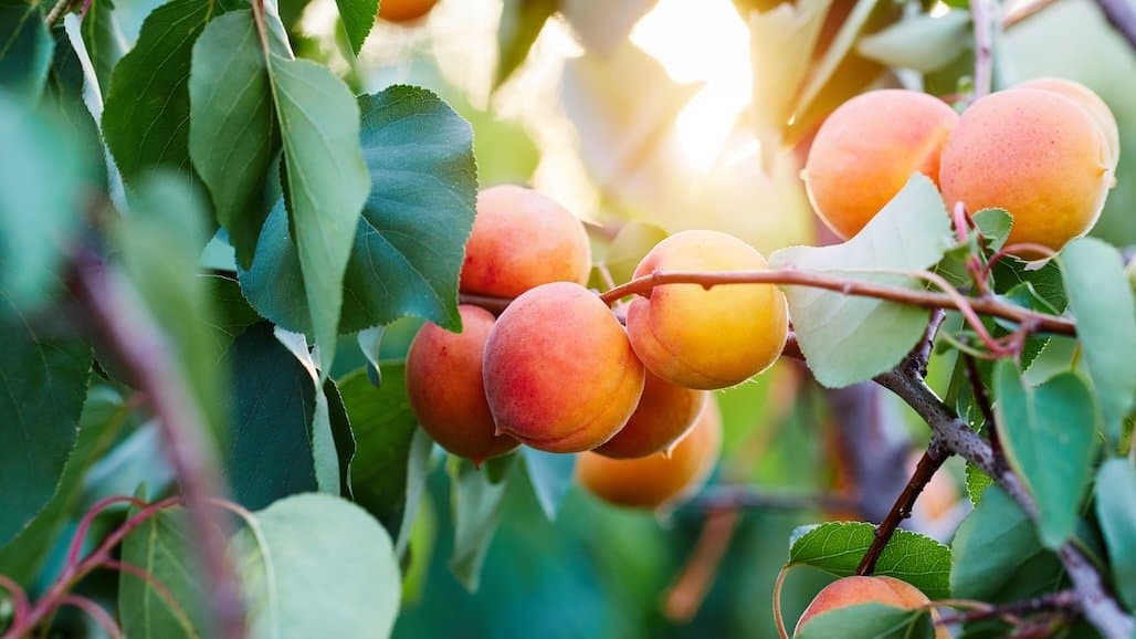 Bills to Support Central Valley Specialty Crop Producers Reintroduced