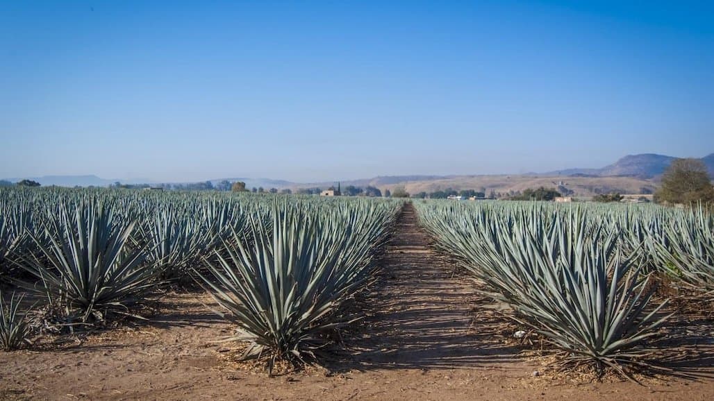 Questions about Growing Agave in California?