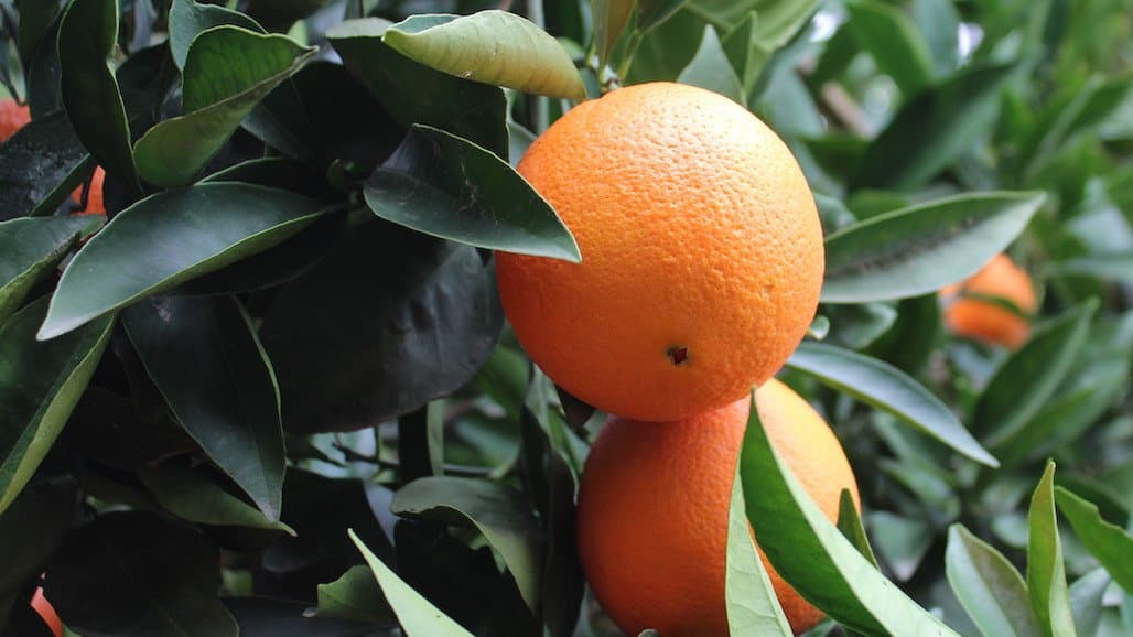 Increase of Navel Oranges Expected in California this Upcoming Season
