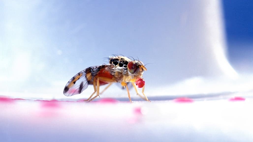 Free CE Course Now Available: Invasive Fruit Flies in California