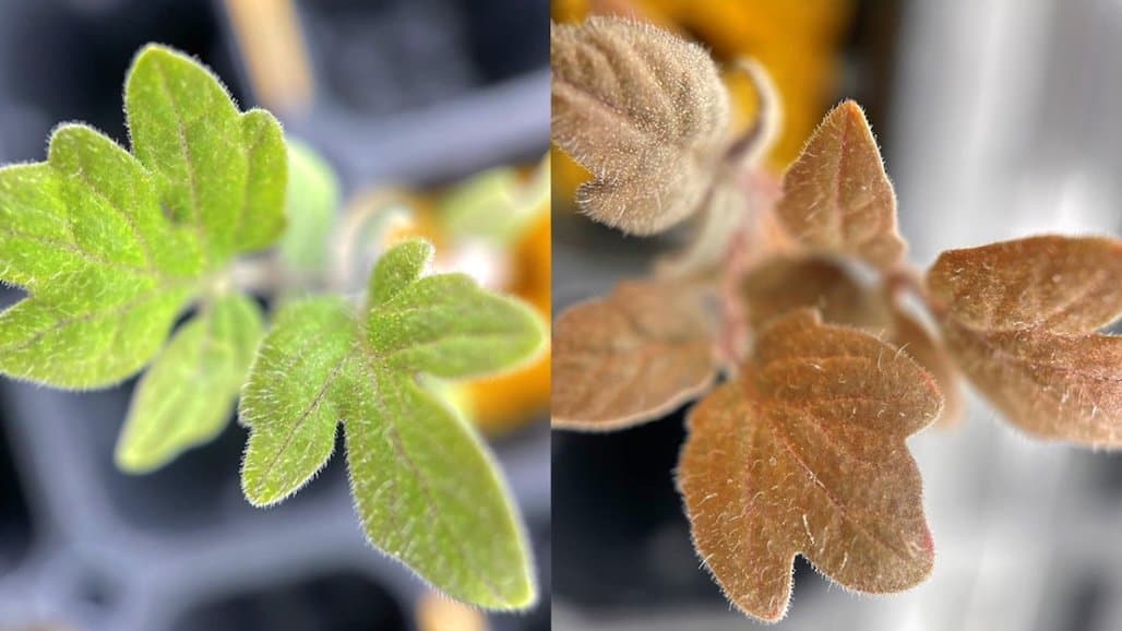 New Tomato Plant that Tells you When to Fertilize