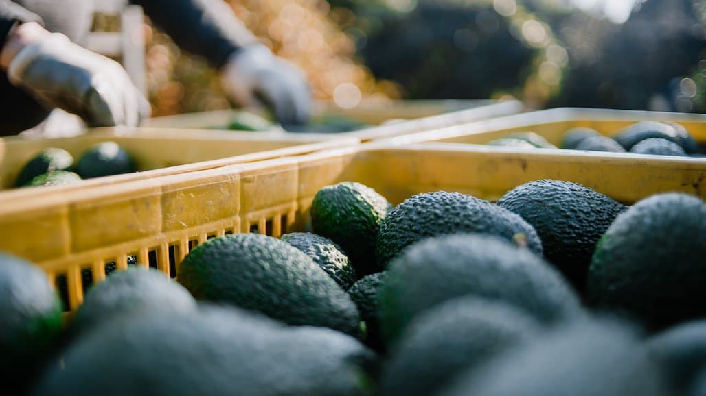 Three Vacancies on CDFA Avocado Inspection Committee