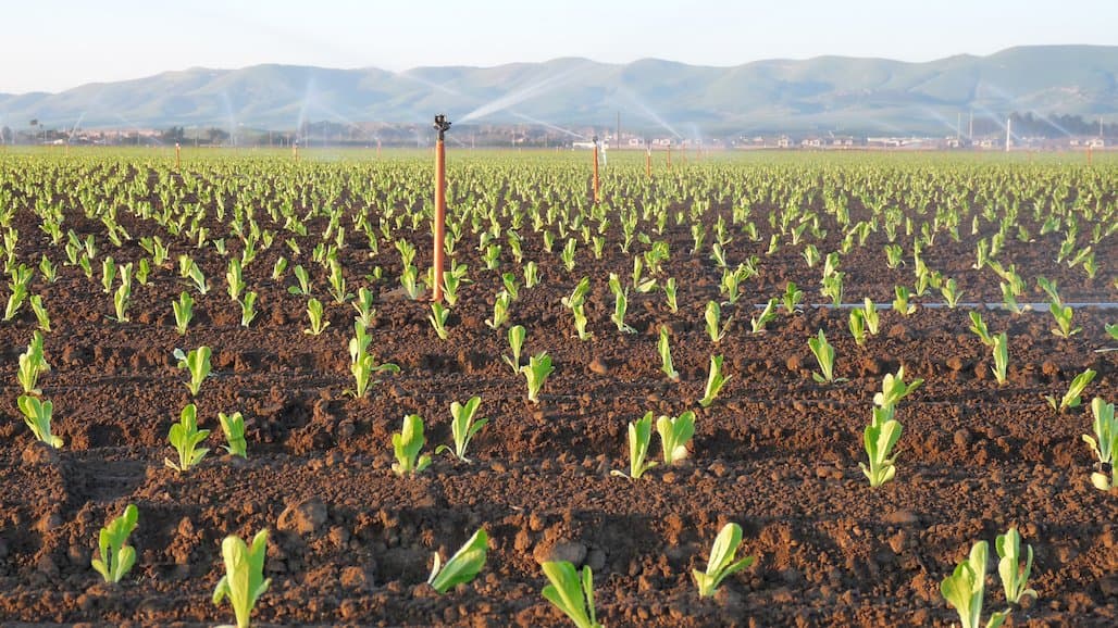 Researchers Explore Ways to Better Safeguard US Romaine Supply