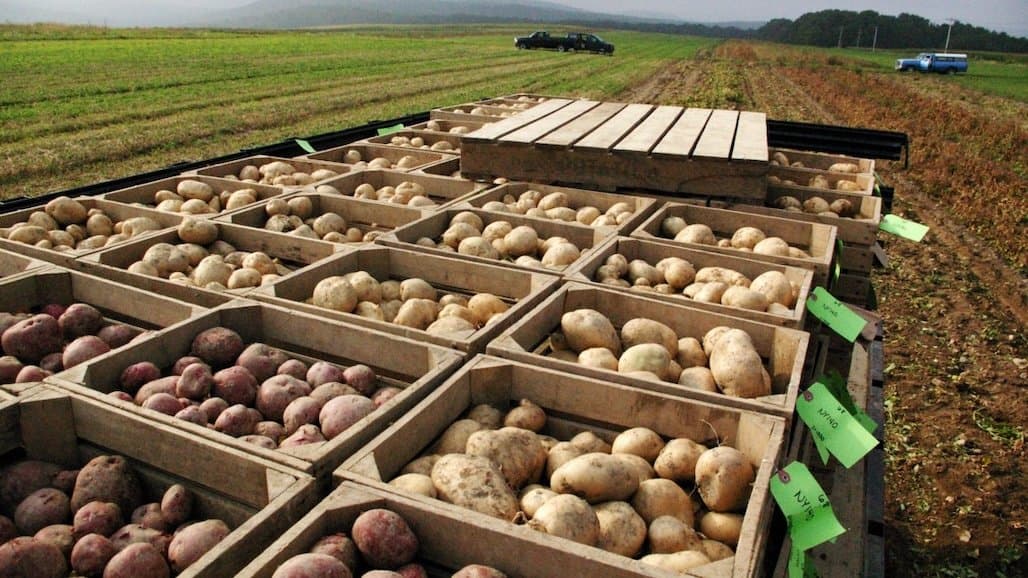 160 Years of Cornell Potato Breeding with National Impact